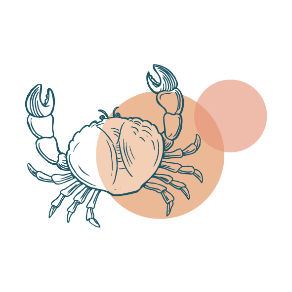 illustration crabe